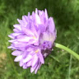 Meet your Posher, Sofia